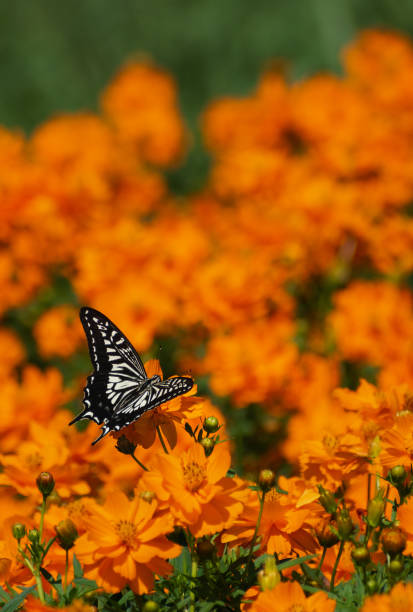 A brown butterfly on a white daisy