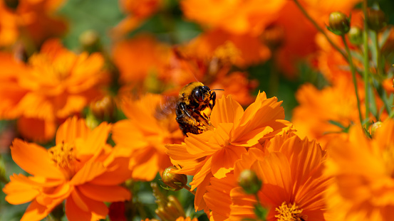 Bee posing on a cosmos flower in a sunny day in Japan with more flowers around