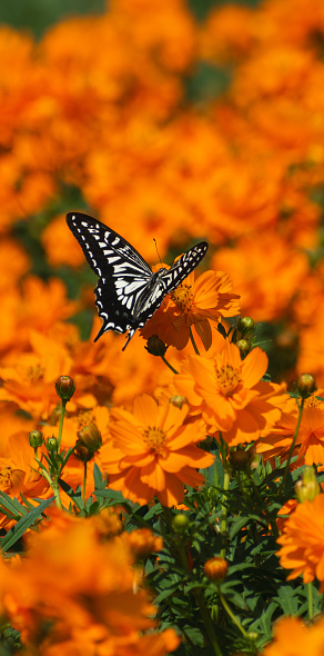 The photo shows orange/yellow cosmos flowers and a butterfly called Argyreus hyperbius / Indian fritillary.\nNative to Mexico, cosmos sulphureus which is commonly called yellow cosmos is now grown all over including North America, Asia and Europe. This annual plant produces daisy-like flowers with flower colors ranging from yellow to orange to scarlet red. Orange cosmos normally blooms in summer and early autumn in Japan with butterflies circling around the flowers.