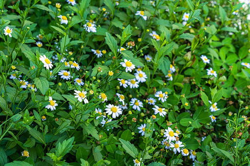 beautiful White seaside daisies,Marguerite daisy flower (Erigeron karvinskianus) or Mexican Daisy in a spring garden.