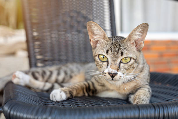 gatinho gato marrom deitado em uma cadeira no jardim ou fora de casa. - cute animal asia brown - fotografias e filmes do acervo
