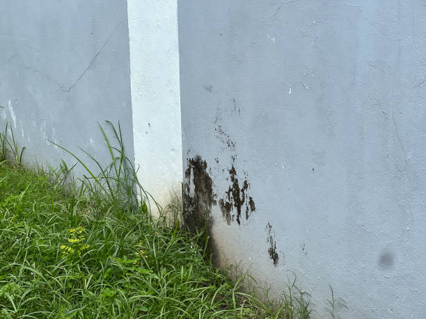 istock dirty wall from fungus 1705619662