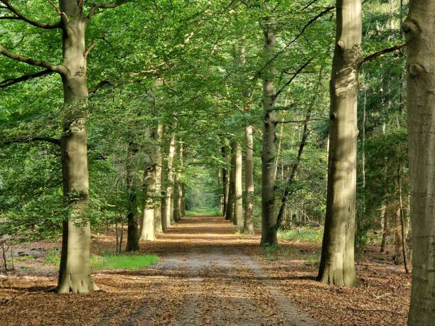 Long, empty, treelined lane in forest with sunlight on green leafs Long, empty, treelined lane in forest with sunlight on green leafs middle of the road stock pictures, royalty-free photos & images