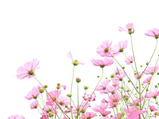 istock cosmos flowers on white background. 1705629155