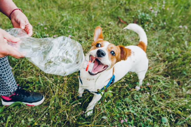 istock Woman playing with her dog 1705629178