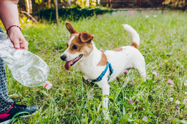 istock Woman playing with her dog 1705630289