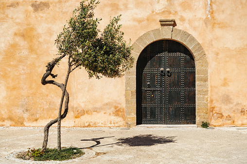 Old door and yang olive  tree next to it. Morocco, Africa.