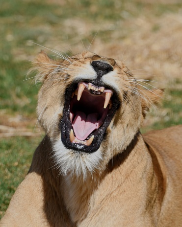 Lioness growling showing teeth in the zoo