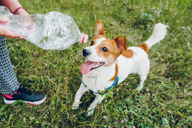 istock Woman playing with her dog 1705631402
