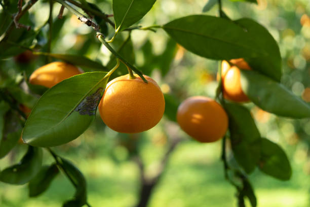 istock Plantation of tangerines 1705644035