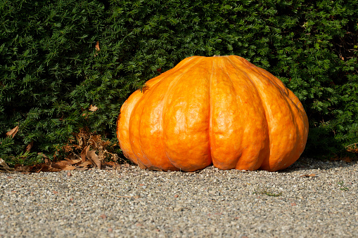 big orange pumpkin on the ground