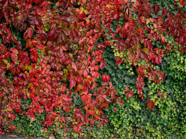 istock Red vine leaves with green ivy in autumn 1705652912
