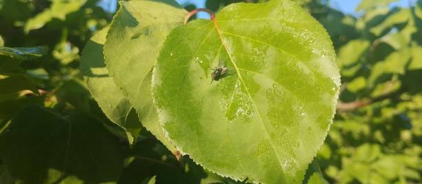 istock Insects in the field a pest for fruit trees 1705656767