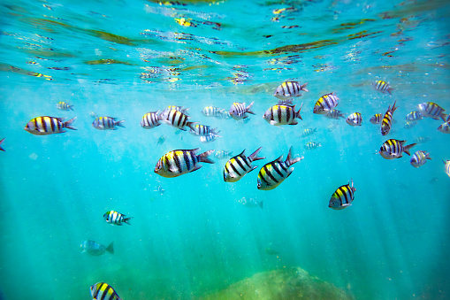 A school of fish swimming in turquoise ocean water. The fish are of different sizes and colors, with the largest one being a silver fish with black stripes. The water is a beautiful turquoise color and you can see the ocean floor in the background. The fish are swimming around rocks and coral, which are visible in the bottom right corner of the photo. The photo was taken from a low angle, looking up at the fish. The photo has a lively and colorful mood, as it captures the diversity and movement of the marine life.