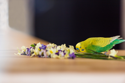 Cute Yellow Budgerigar at Home Nibbling Fresh Picked Spring Flower