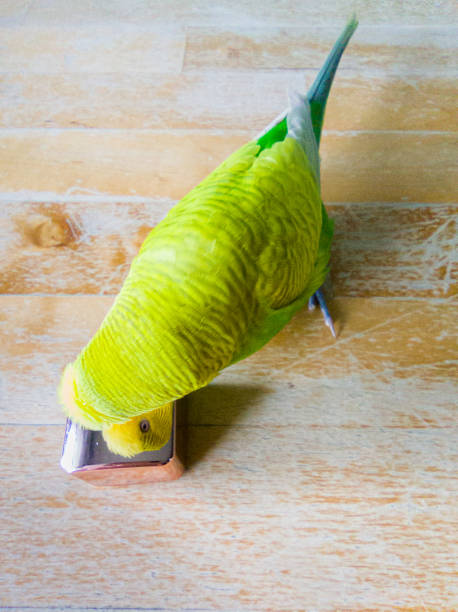 istock Cute Yellow and Green  Budgerigar Playing with Small Shiny Object 1705661633