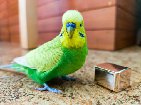 Cute Yellow and Green  Budgerigar Playing with Small Shiny Object