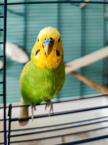 Cute Budgie Waiting on the Cage Door