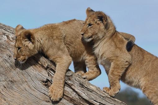 Lion cubs climbing in the zoo
