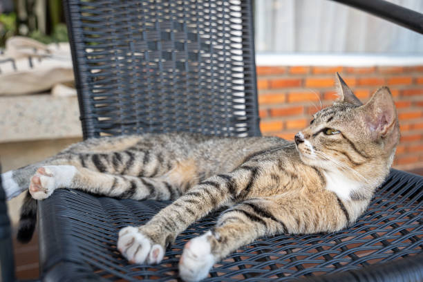 kitten brown cat lying on a chair in the garden or outside house. - animal black brown canine imagens e fotografias de stock