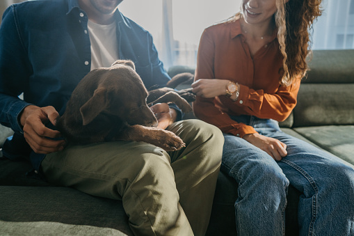 Man and woman, young couple playing with their dog together on sofa in living room.