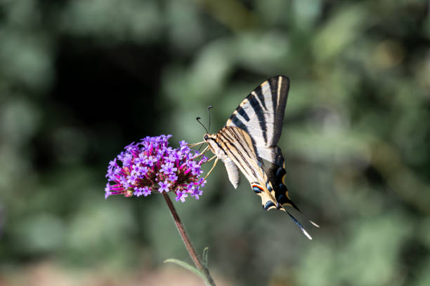 farfalla iberica scarsa di macaone - nymphalid foto e immagini stock