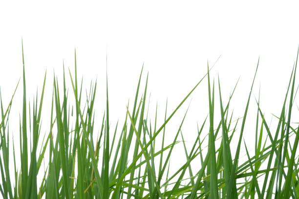 istock In selective focus rice leaves plant on white isolated background for green foliage backdrop 1705682742