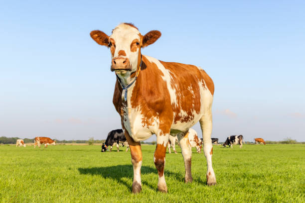 istock Sassy cow standing full length in front view and copy space, happy cows in background, green grass in a field and a blue sky. 1705691488