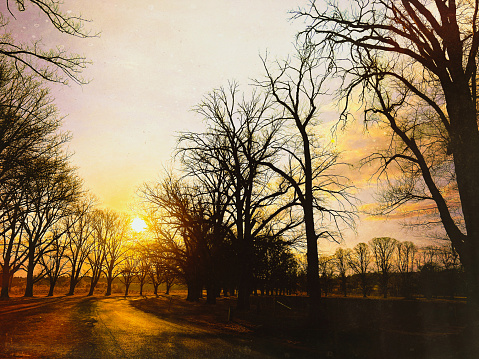 Horizontal landscape photo of Elm trees in silhouette on a country road at sunset near Armidale, New England high country, NSW.