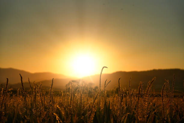A stunning sunset over a mountain field.
