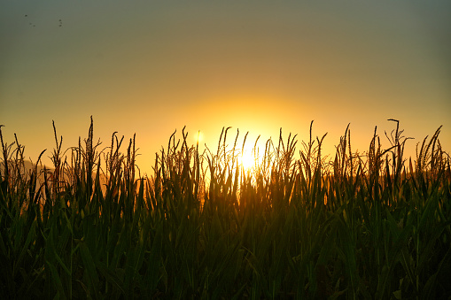 sunrise over the cereal field on the background of the forest with fog