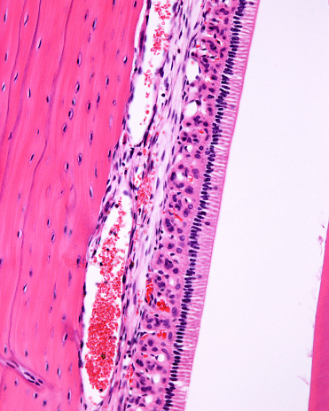 Rabbit teeth grow continuously throughout life. This is why ameloblasts can be seen in an adult tooth. Light microscope micrograph showing amelobasts arranged as a single row of very tall cells. The enamel appears empty on the right because it is totally dissolved during tissue processing. The alveolar bone showing osteocytes appears on the left.