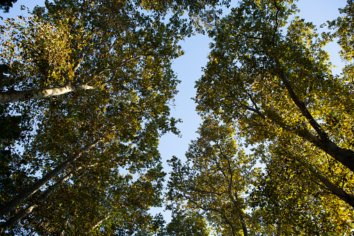 autumn forest trees. nature green wood sunlight backgrounds.autumn forest trees. nature green wood sunlight backgrounds.