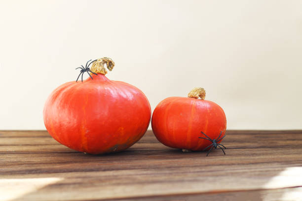 Stock photo showing close-up view of an autumnal, Halloween scene of an orange, miniature, ornamental gourd pictured against a purple background.