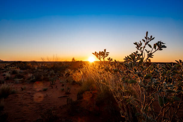 восход солнца в австралийской пустыне - aborigine grass family australia indigenous culture стоковые фото и изображения