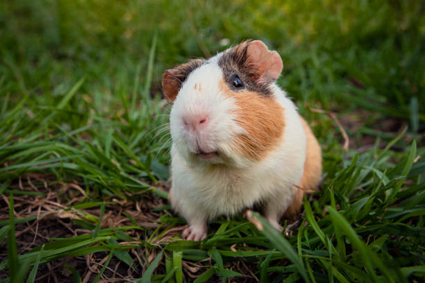istock Guinea pig portrait close-up on the grass 1705747982