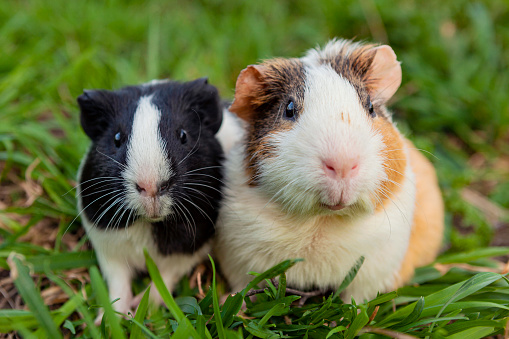 The guinea pig is a species of rodent belonging to the genus Cavia in the family Caviidae.