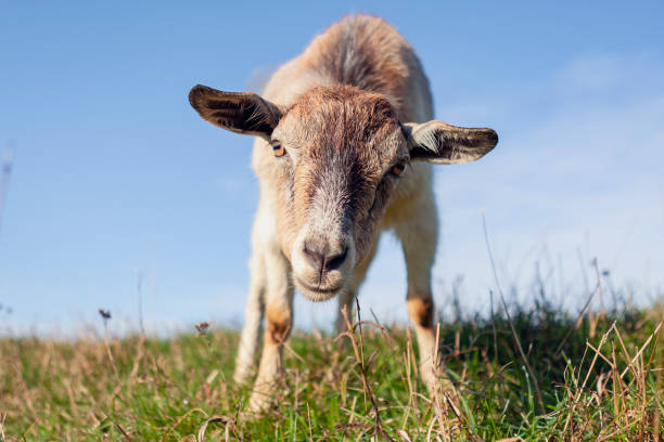 white goat grazes on a green meadow, under the open sky