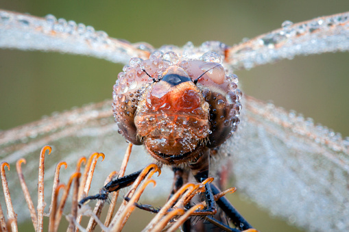 Odonata is an order of flying insects that includes the dragonflies and damselflies. Members of the group first appeared during the Triassic, though members of their total group, Odonatoptera