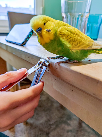 Green wavy parrot is sitting on a cage.The parrot looks out of the cage