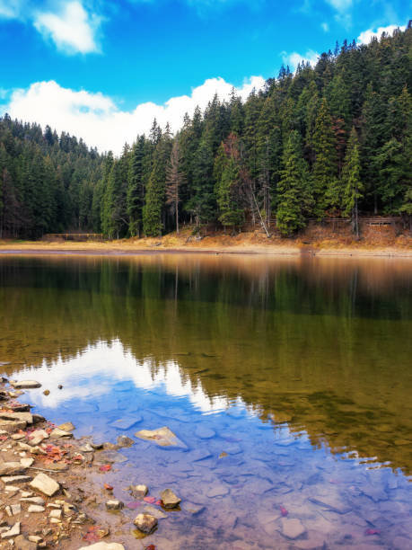 istock spruce forest reflection on the water surface of a lake 1705764000