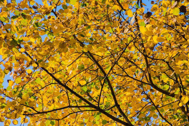 istock yellow foliage in autumn forest 1705764597