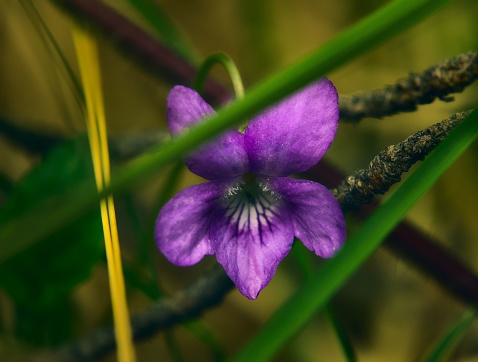 An isolated vibrant Fragrant violet flower blooming against a backdrop of green plants