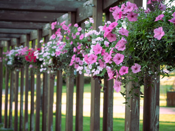 istock wooden passageway with hanging flower pots 1705781798