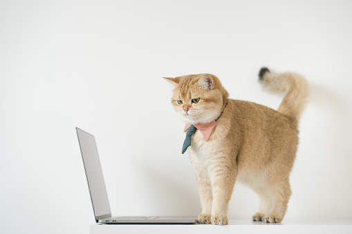 business concept with gold brittish cat costume with necktie and use laptop