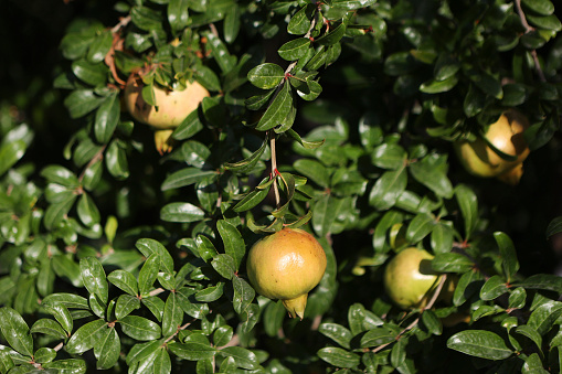 Ripe pomegranate fruits growing on a Pomegranate tree.