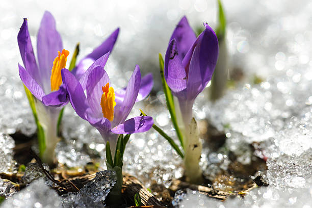 trzy wiosna krokus kwiaty w rozmrażania śniegu i lodu - saffron crocus spring nature crocus zdjęcia i obrazy z banku zdjęć