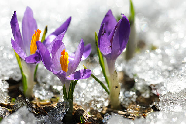 três primavera croco flores em descongelação de neve e gelo - single flower flower crocus spring imagens e fotografias de stock