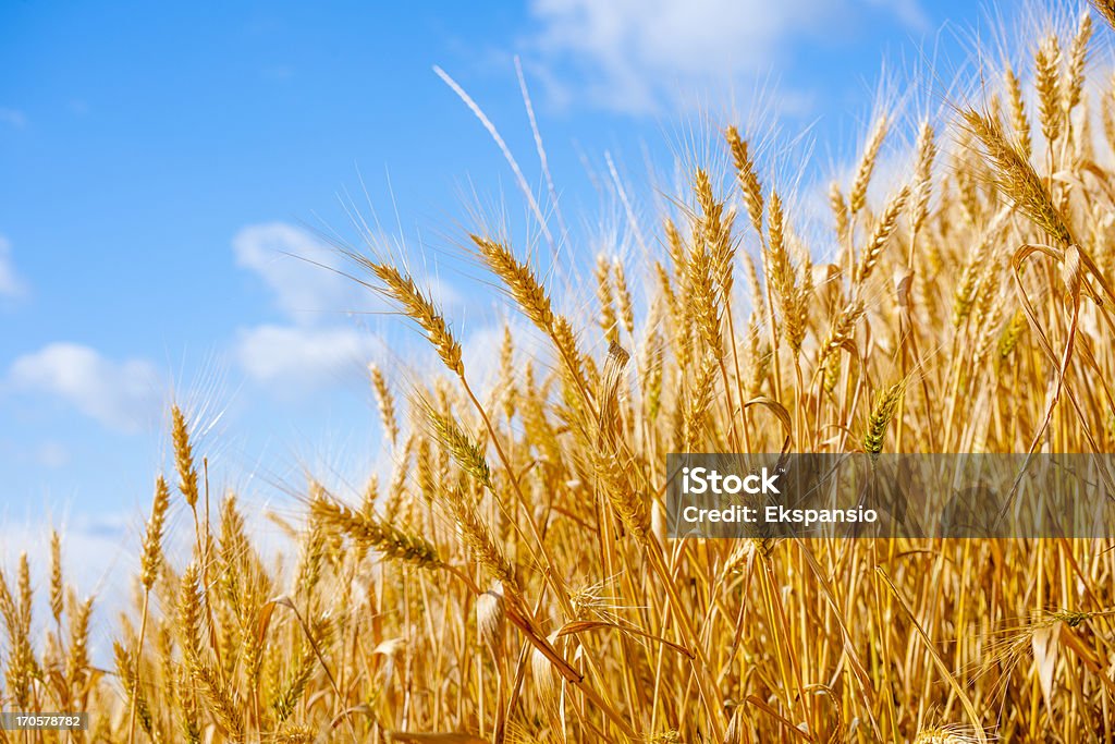 Golden verano maíz cultivo contra el cielo azul de fondo. - Foto de stock de Espiga de maíz libre de derechos