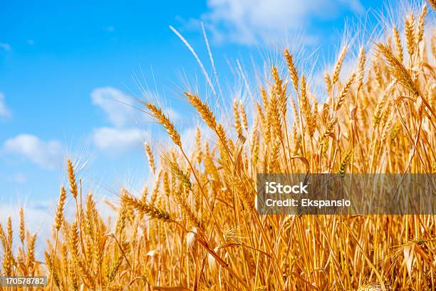 Золотой Летний Maize Против Голубой Небо Фон — стоковые фотографии и другие картинки Кукурузная метёлка - Кукурузная метёлка, Без людей, Вид спереди